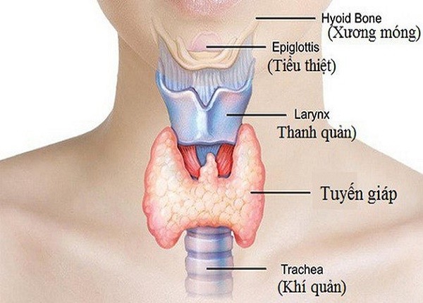 <center><em>Hình. Tuyến giáp</em></center>